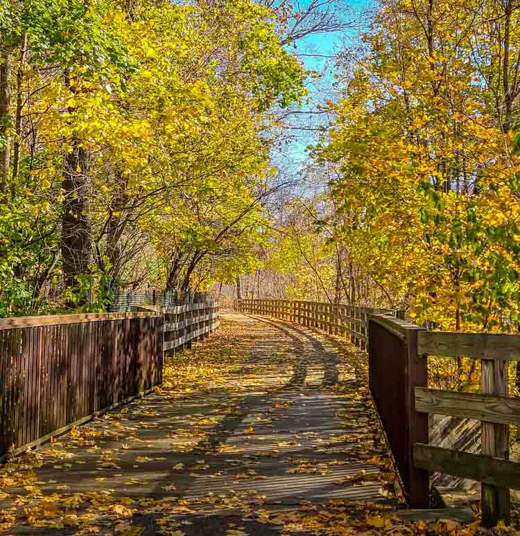 Path surrounded on both sides by trees in autumn